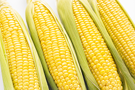 corn.jpg