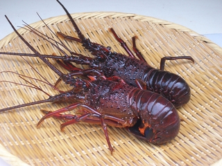 sA伊勢海老.jpg