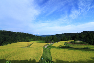 s田んぼ風景.jpg